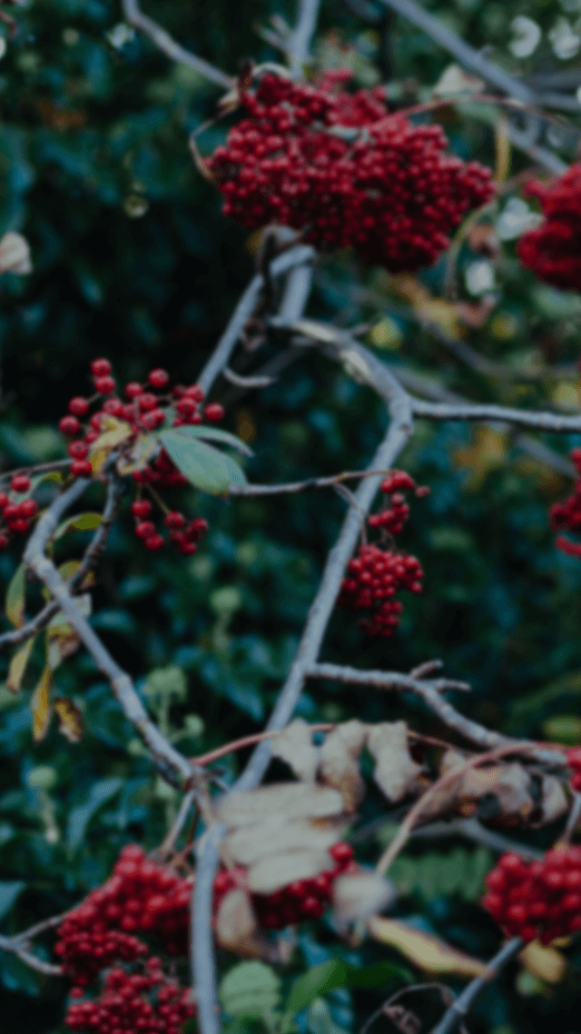 歡迎來到呼呼的療天室