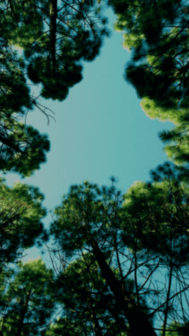 歡迎來到呼呼的療天室