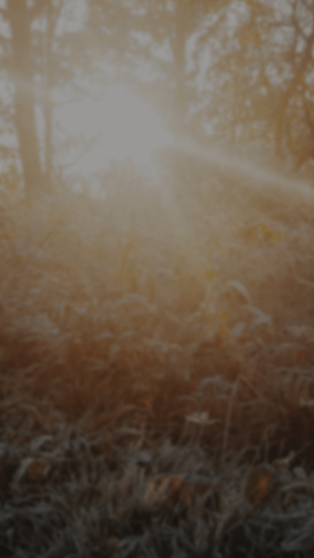 💕日系情歌大全