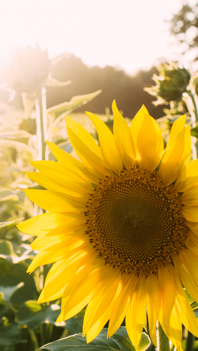 歡迎來到呼呼的療天室