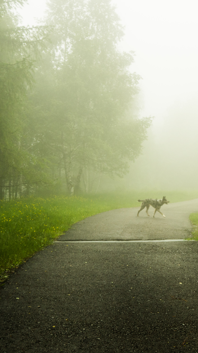 歡迎來到呼呼的療天室