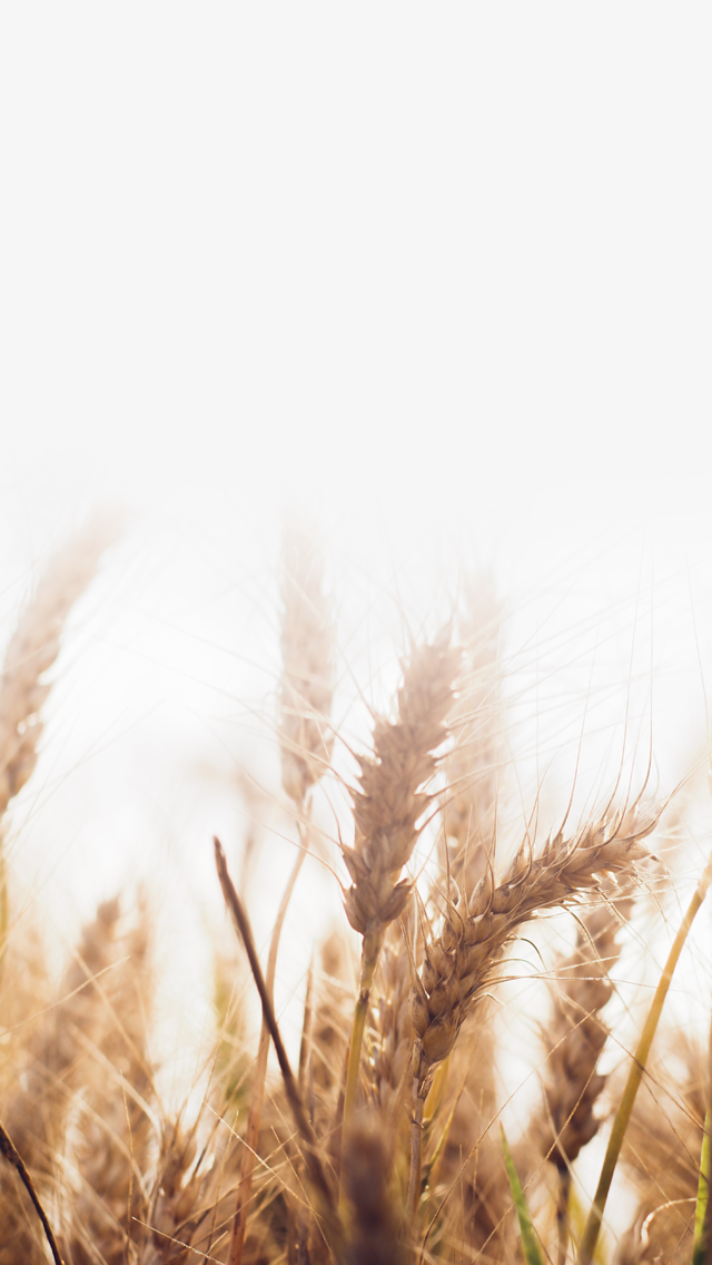 歡迎來到呼呼的療天室