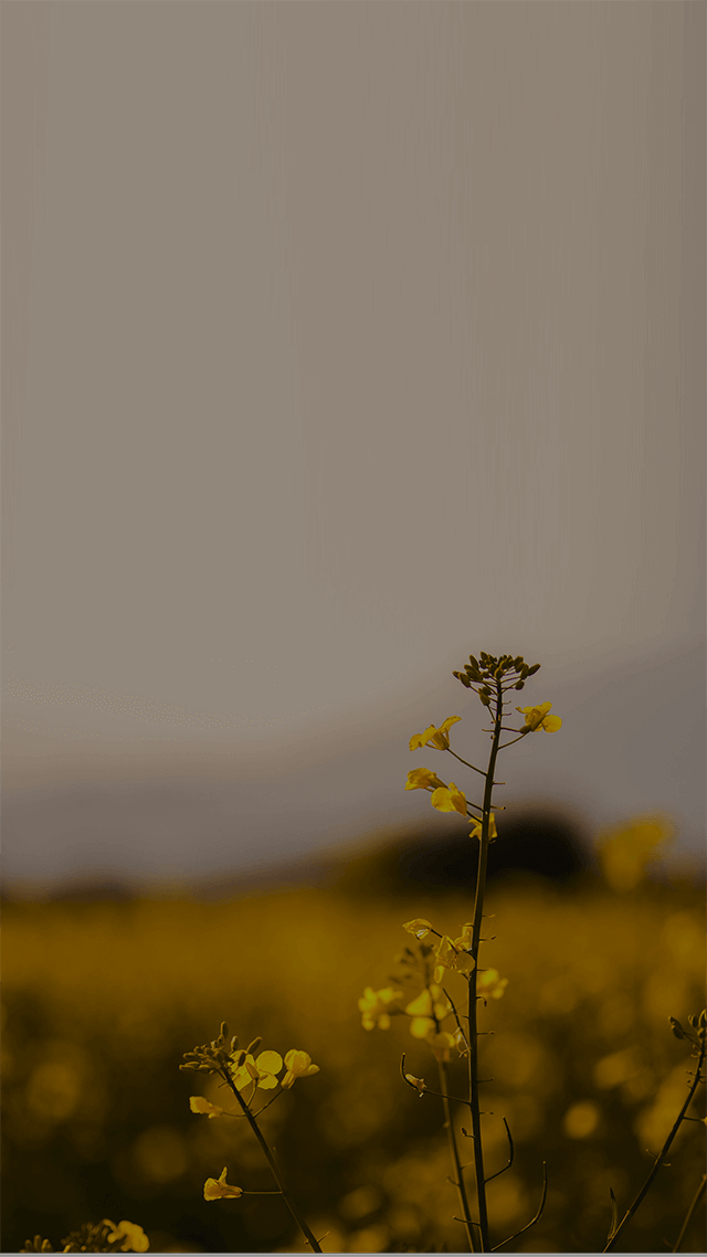 歡迎來到呼呼的療天室