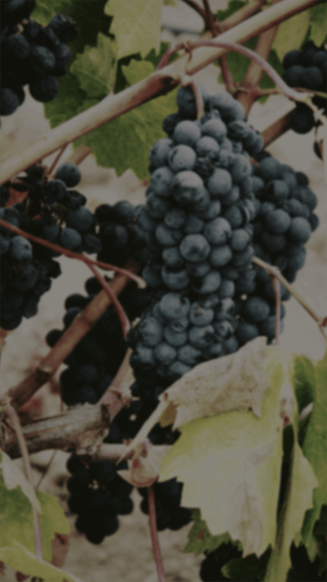 每天都想聽的西洋流行歌