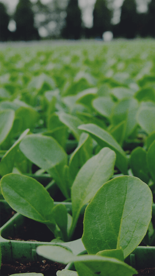 歡迎來到呼呼的療天室