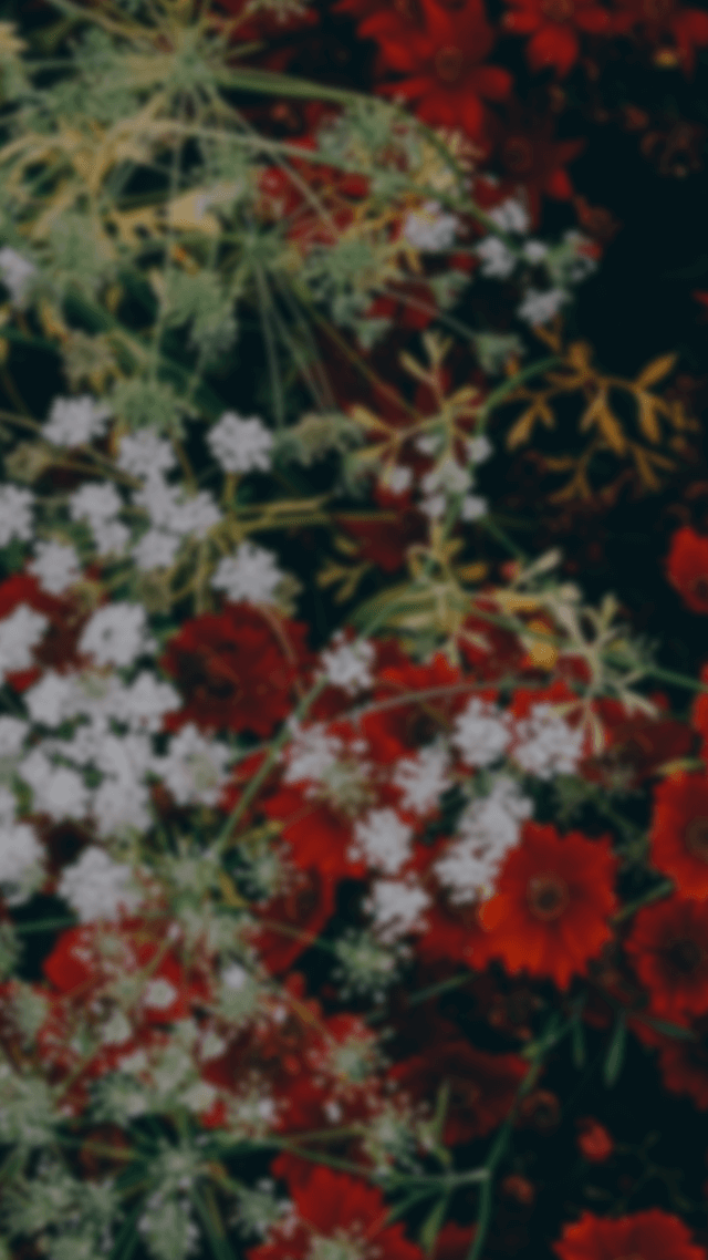 新手直播小教室