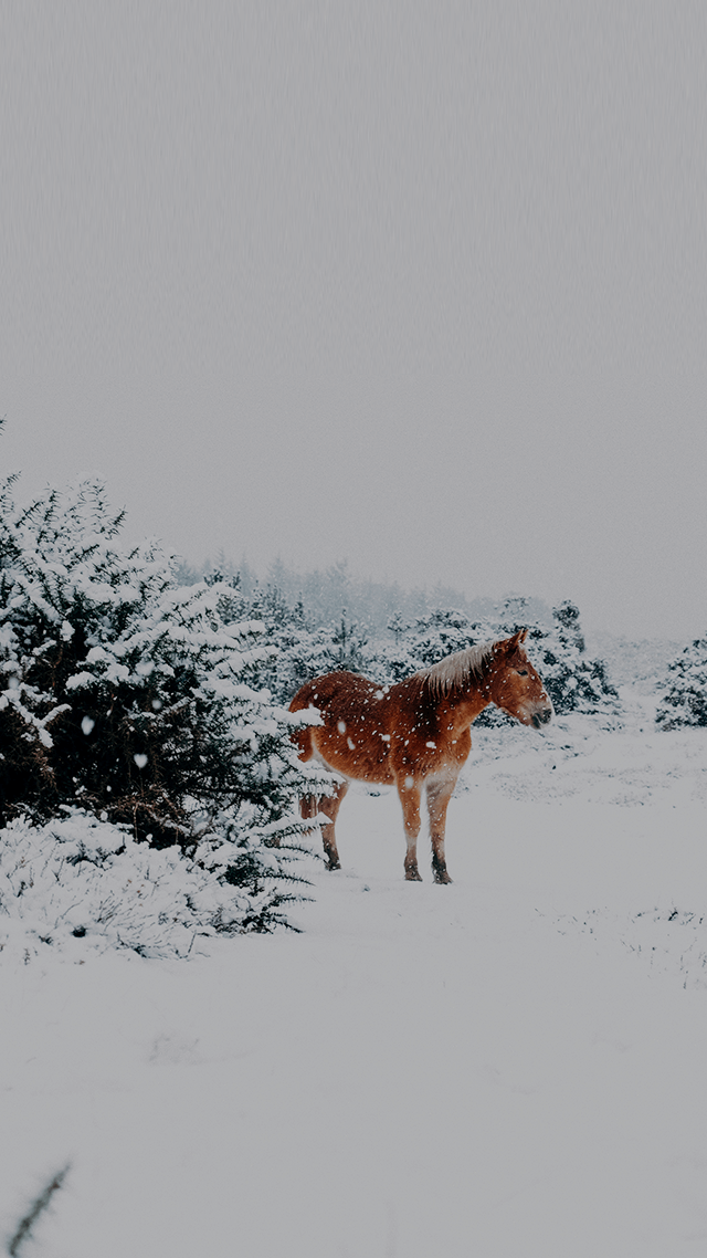 歡迎來到呼呼的療天室