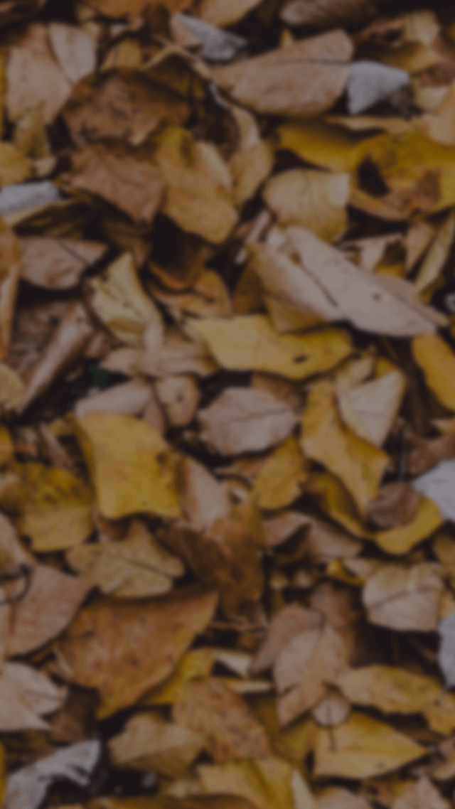 歡迎來到呼呼的療天室