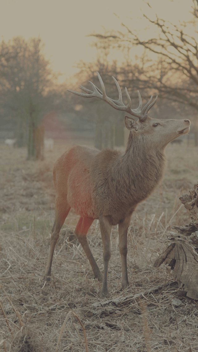 歡迎來到呼呼的療天室