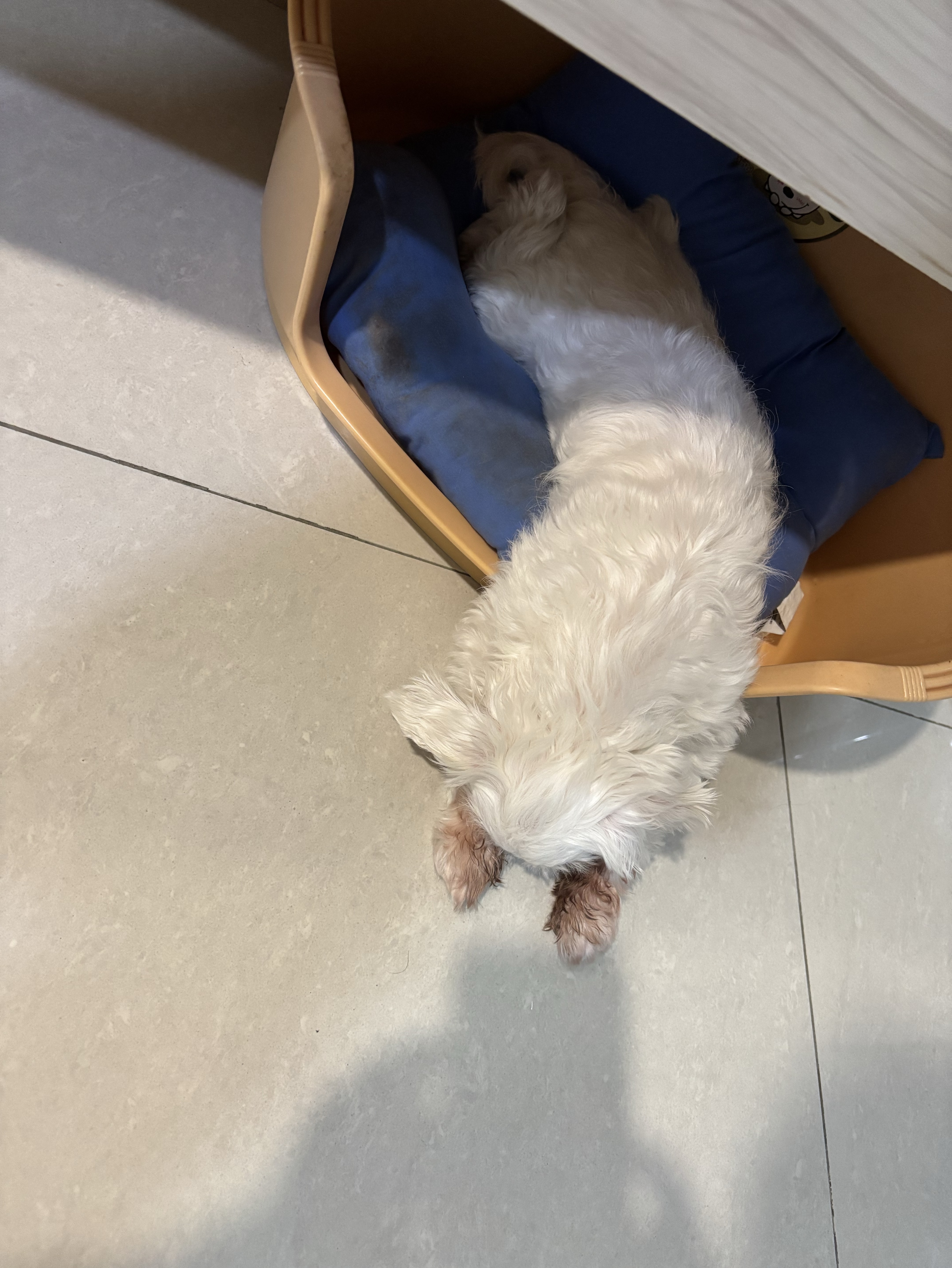 瞎🐔巴胡說亂唱