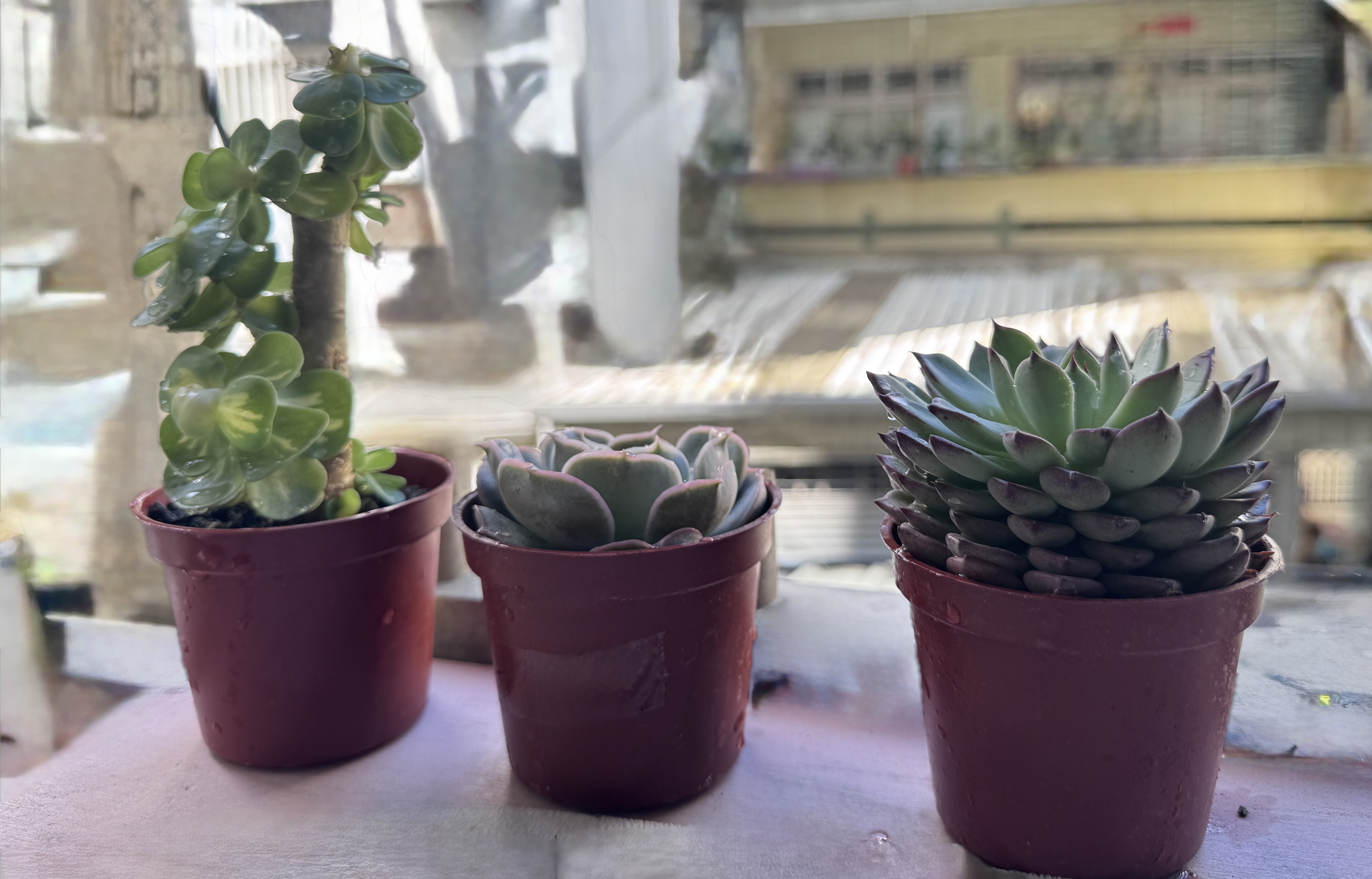 你今天吃🍎了嗎😚