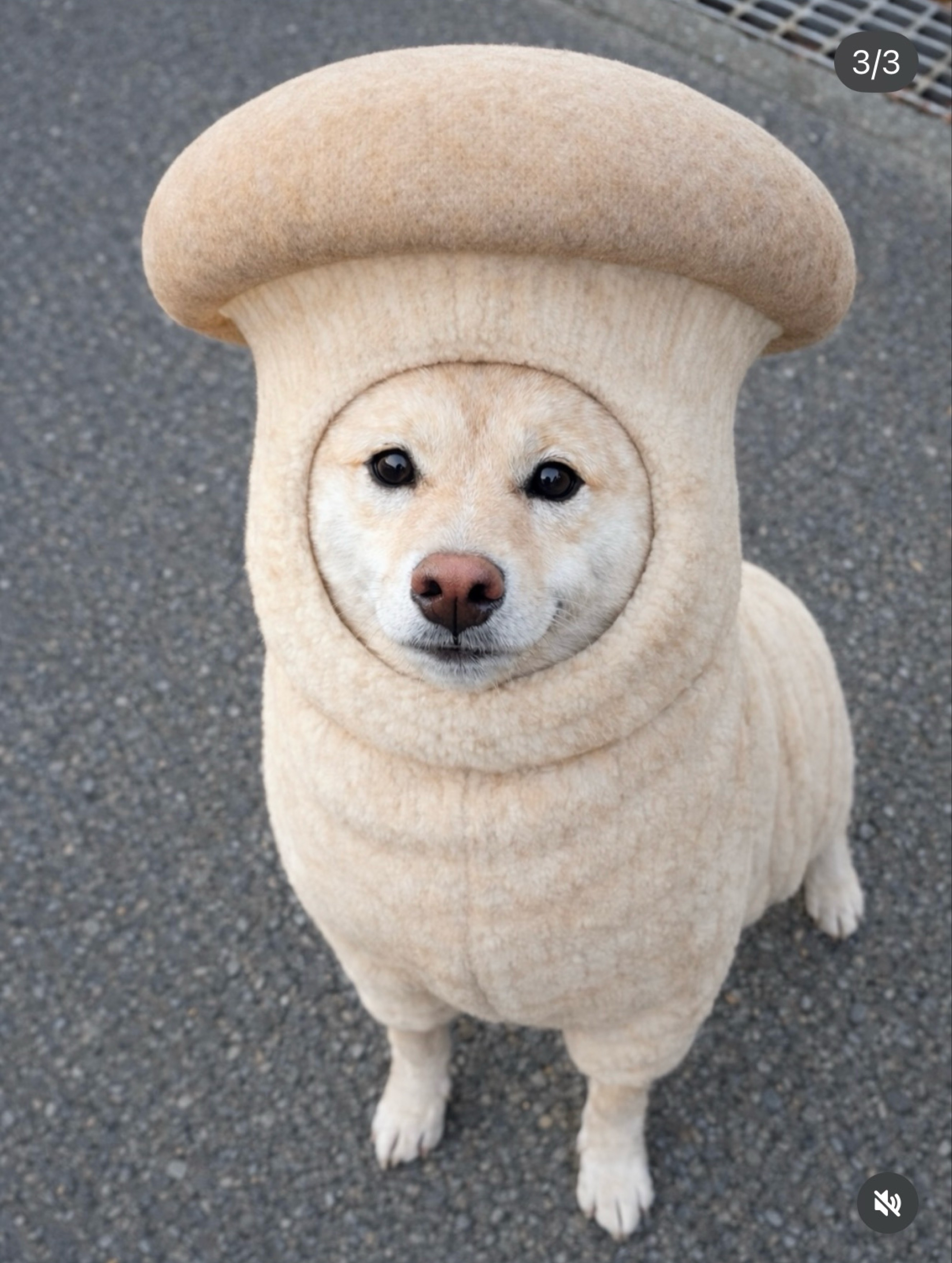 👻有微光的日常♡