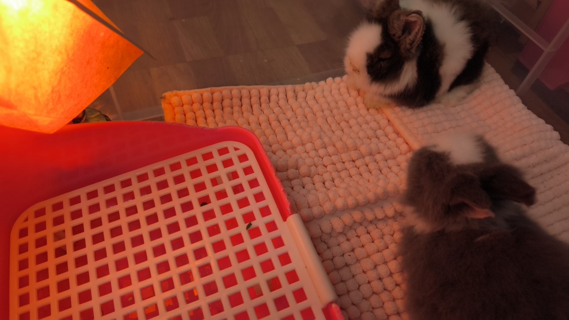 Ⓜ️浮沉🛹🐹(True❤️)