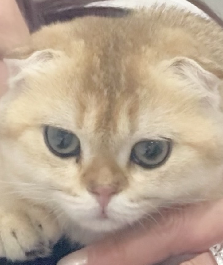 頻率引導者_菲麗亞