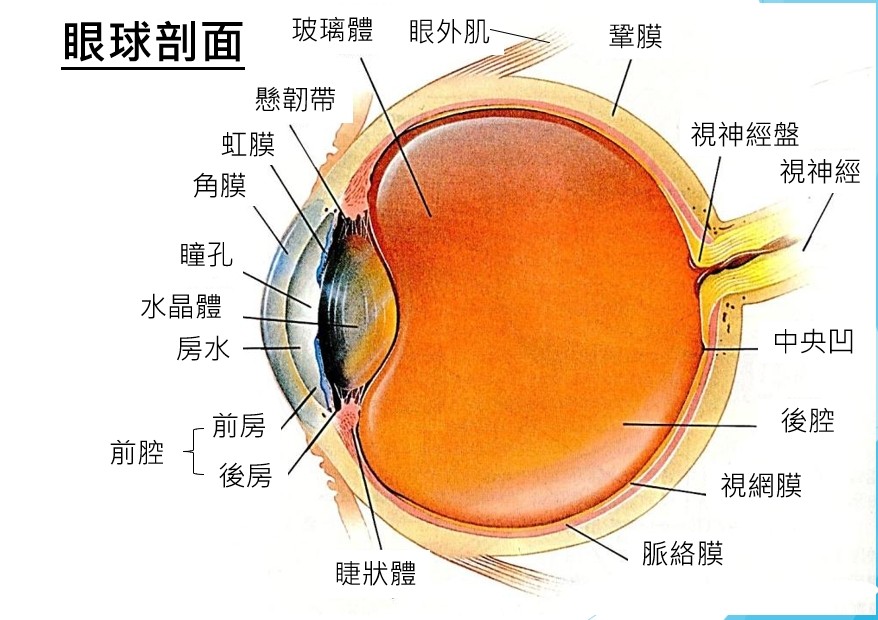 Ⓜ️浮沉🛹🐹（True❤️)