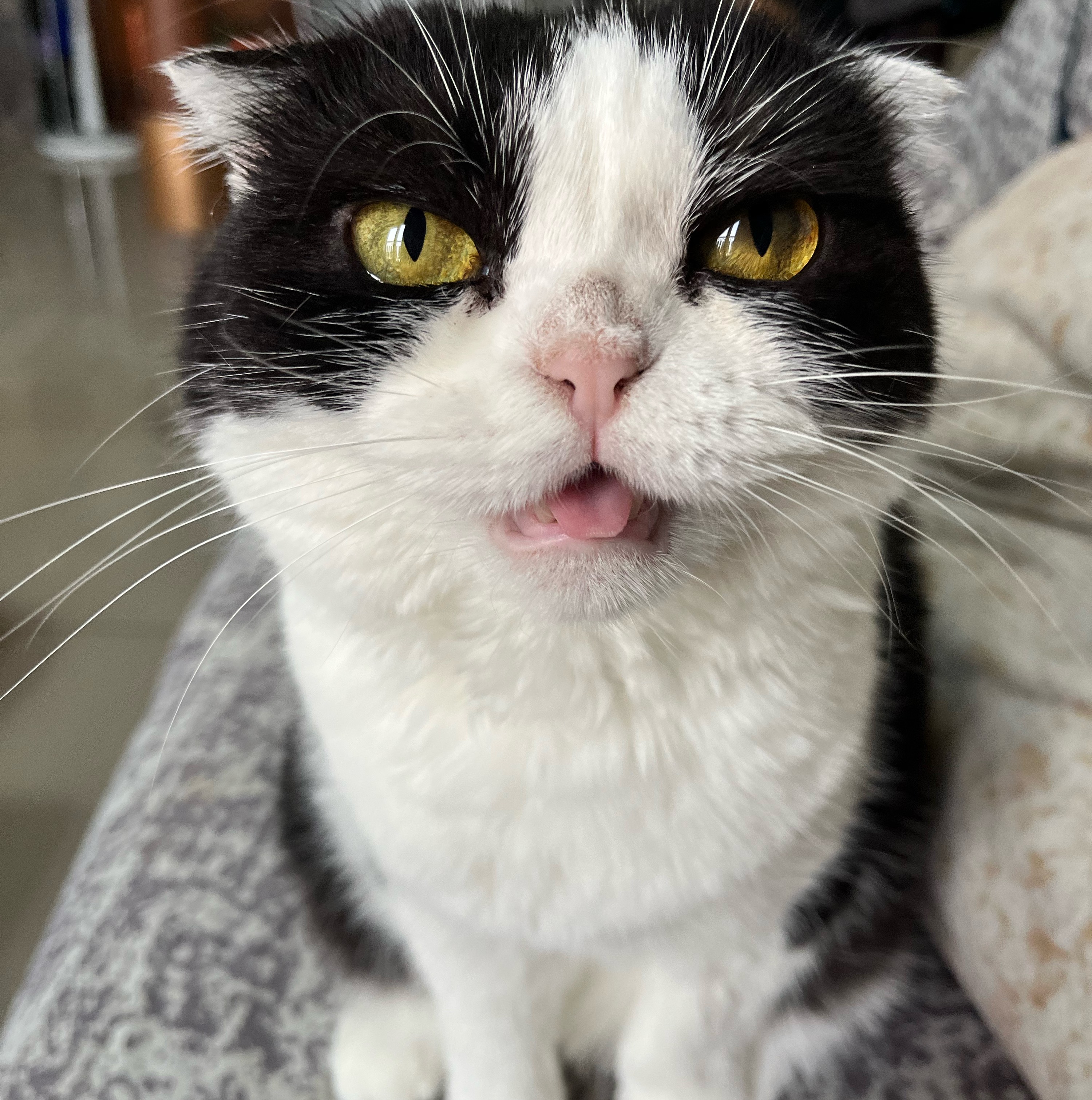 🐱小貓姐姐🐱