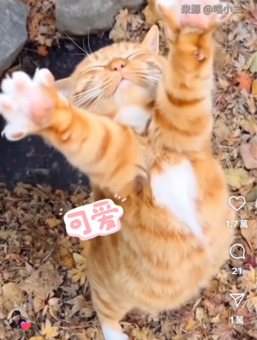 小水鬼Nanna乃囉